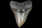 Serrated, Fossil Megalodon Tooth - Collector Quality #92908-1